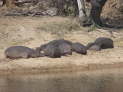 Ruaha Nationalpark