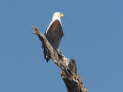 Ruaha Nationalpark