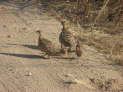 Ruaha Nationalpark