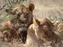 Serengeti Nationalpark