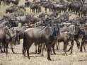 Massai Mara Nationalpark