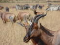 Massai Mara Nationalpark