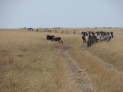 Massai Mara Nationalpark