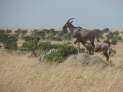 Massai Mara Nationalpark