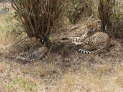 Massai Mara Nationalpark