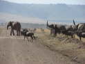 Massai Mara Nationalpark