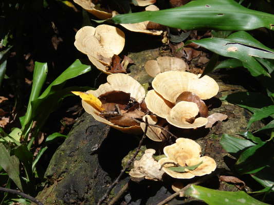 Kakamega Forest
