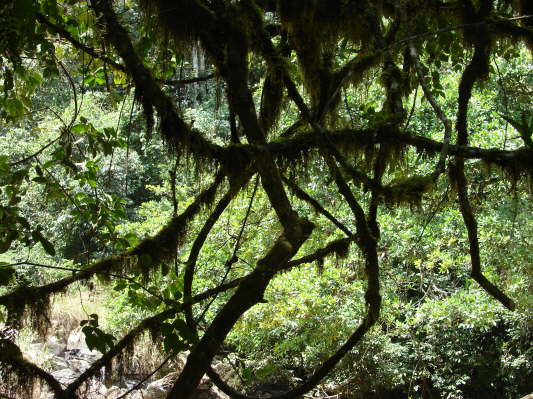Kakamega Forest