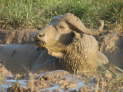 Murchison Falls Nationalpark