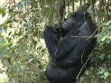 Bwindi Nationalpark