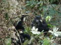 Bwindi Nationalpark