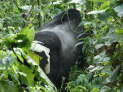 Bwindi Nationalpark