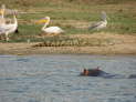 Queen Elizabeth Nationalpark