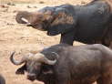 Tsavo East Nationalpark