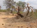 Tsavo East Nationalpark