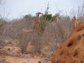 Tsavo East Nationalpark