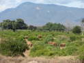 Tsavo East Nationalpark