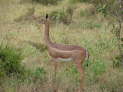 Tsavo East Nationalpark