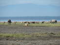 Lake Nakuru Nationalpark