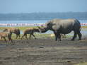 Lake Nakuru Nationalpark