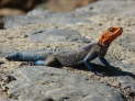 Lake Nakuru Nationalpark