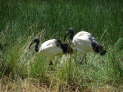 Lake Nakuru Nationalpark