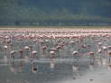 Lake Nakuru Nationalpark