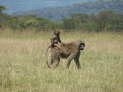 Lake Nakuru Nationalpark