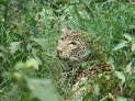 Lake Nakuru Nationalpark