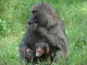 Lake Nakuru Nationalpark