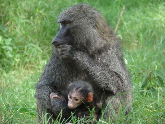 Lake Nakuru Nationalpark