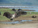 Lake Nakuru Nationalpark