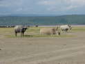 Lake Nakuru Nationalpark