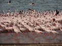 Lake Bogoria National Reserve