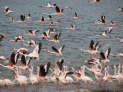 Lake Bogoria National Reserve