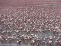 Lake Bogoria National Reserve