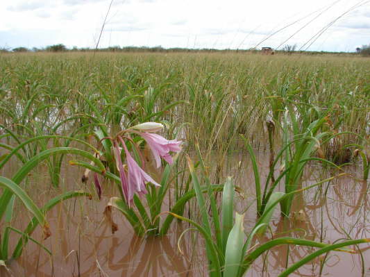 Lilienvlei bei Maltahhe