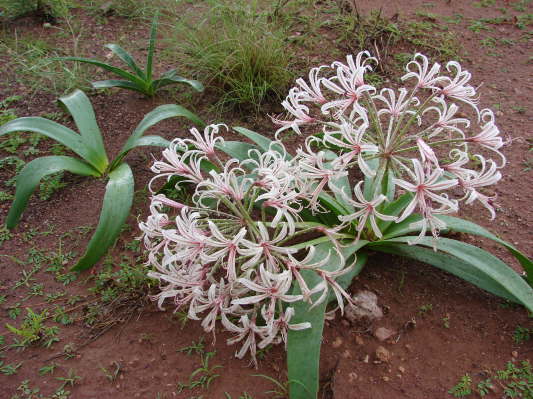 Lilienvlei bei Maltahhe