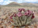 am Rande der Namib