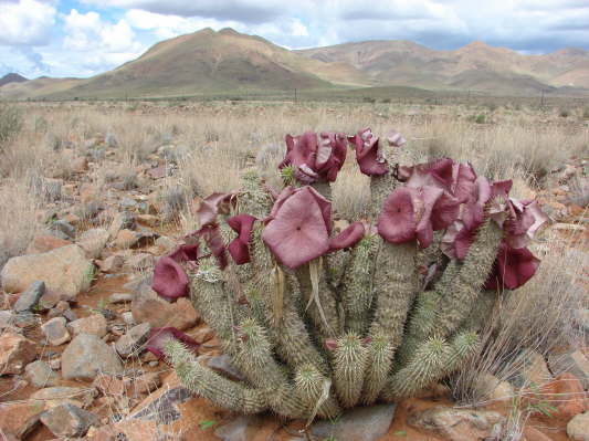 am Rande der Namib