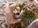 am Rande der Namib