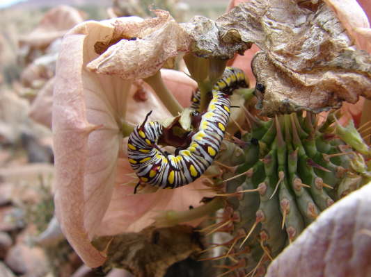 am Rande der Namib