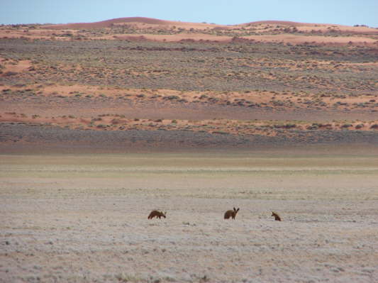 am Rande der Namib