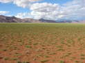 am Rande der Namib