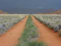 Farm Tiras