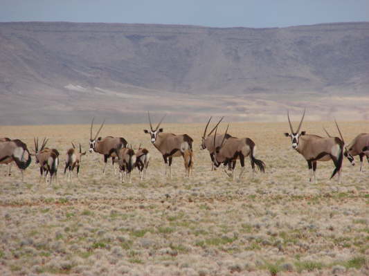 am Rande der Namib