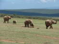 Addo Elefant Nationalpark