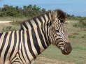 Addo Elefant Nationalpark