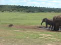 Addo Elefant Nationalpark