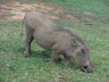 Addo Elefant Nationalpark